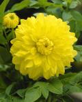 Dahlia Decorative – “golden Emblem” Bulbs