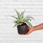 Dragon Tree - White Jewel - 15CM Nursery Pot