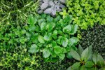 Mix Herbs 6 Pack Tray