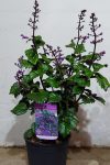 Plectranthus Magic Mona 17CM Pot