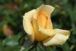 Casanova Hybrid Tea Rose 5LT