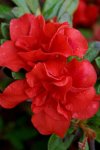 Azalea Double Red 10LT