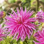 Dahlia Cactus – “pink” Bulbs