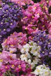 Nemesia F1 Poetry Mix Seed - 10 Pelleted Seed