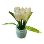 Tulip 21CM In Glass Pot 7X9CM - White
