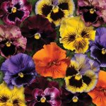 Pansy Frizzle Sizzle Mix Seed - 1000 Raw Seed