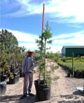 Afrocarpus Falcatus 125LT