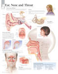 Ear Nose & Throat 1357