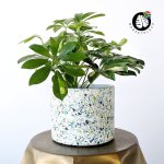 Terrazzo Pot - Birch - 16CM Inner Diameter