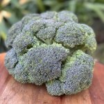 Heirloom Foods – Organic Broccoli