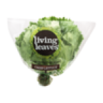 Crisp Lettuce