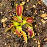 Venus Fly Trap 'kleopatra.' Special Import. - Dormant Plant. 7.5CM Plastic Container.