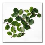 Leaves Square 3 Art Print - 60 X 60CM No Frame Print Only