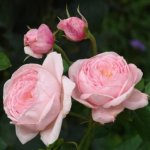 Nahema Climbing Rose 5LT
