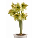 Amaryllis Sonatini – “graffiti” Bulbs