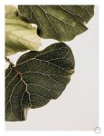 Abutifolia 1 Art Print - A1