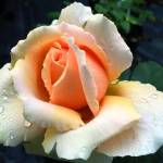 Rose Just Joey 5LT