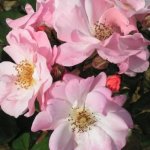 Clair Matin Climbing Rose 5LT