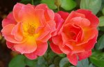 Fellowship Rose 5LT