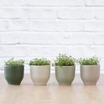 Peace In The Home - In Olive Green Calandiva