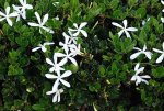 Carissa Green Carpet 17CM Pot