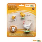 Safariology Life Cycle Of A Chicken