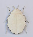 Off-white Metal Beatle 21X18CM