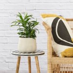 Dragon Tree - Reflexa - In Concrete Helia Planter