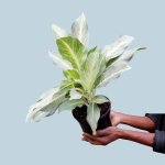 Chinese Evergreen - Ghost - 25CM Nursery Pot