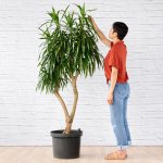 Dragon Tree - Alchemy - Extra Large - In 40CM Nursery Pot 1.7M