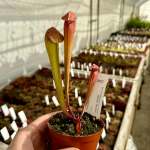 Trumpet Pitcher Sarracenia 'minor.' Special Import. - Small To Medium Plant. 7.5CM Plastic Container.