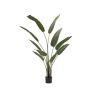 - Barn Swallow Plant In Pot 160CM H