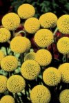 Craspedia Billy Button Seed - 4 G Raw Seed