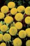 Craspedia Billy Button Seed - 4 G Raw Seed