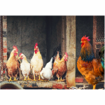 Deco Print Chickens