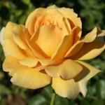 Golden Spire Climbing Rose 5LT