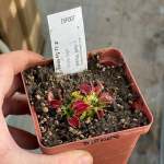 Venus Fly Trap 'dingley Giant.' Special Import. - Dormant Plant. 7.5CM Plastic Container.