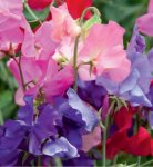 Sweetpea Mammoth Mix Seed - 100 G Raw Seed