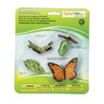 Life Cycle Of A Monarch Butterfly