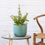 Spekboom - In Teal Poodle Planter