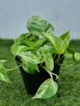 Pothos - Marble Queen - 15CM Nursery Pot