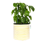 Yellow Stripy Planter - Medium