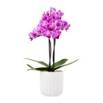 MINI 2 Spike Orchid