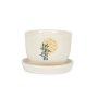 Limited Edition Seasonal Bonsai Kits - Spring Celtis Africana White Stinkwood