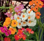 Nemesia Carnival Mix Seed - 1 G Raw Seed
