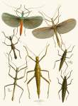 The Cabinet Of Oriental Entomology Pl Xxxix 1848 Art Print - A3