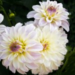 Dahlia Terrace – “foxtrot” Bulbs