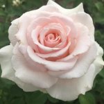 Zanta Hofmeyr Hybrid Tea Rose 5LT