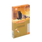 Cat - Small 1 - 4KG