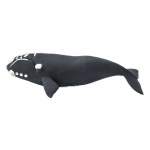 Right Whale By